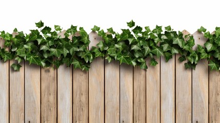 Wooden fence with lush ivy, isolated, white background, text space available, rustic aesthetics