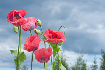 Obraz premium Red poppies against a blue sky