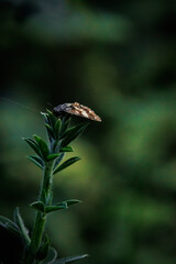 papillions