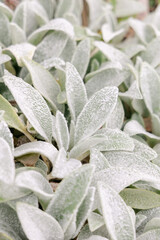 Fototapeta premium lamb's-ear plant closeup