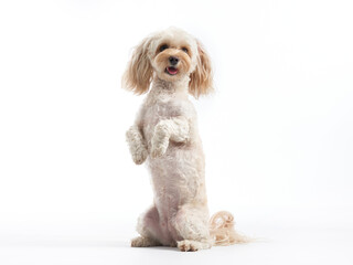This lively white dog stands on its hind legs, tongue out in a playful gesture. Set against a clean background, its spirited expression and fluffy coat are full of life.