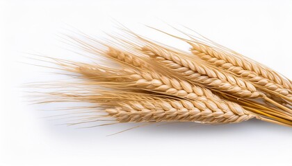 rye ears isolated on light grey background separately png on transparent background