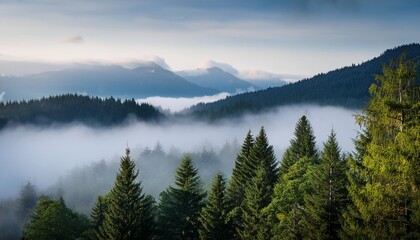 Fototapeta premium fogy forests and fog with trees and mountains