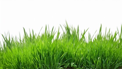 Obraz premium green grass illustration isolated on white background