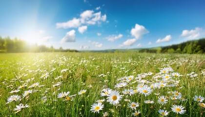 beautiful sun drenched spring summer meadow natural colorful panoramic landscape with many wild flowers of daisies against blue sky with clouds © Heaven