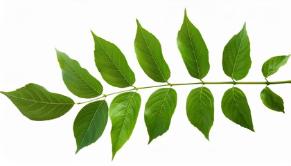 Fototapeta premium botany green leaves branches isolated on white background png