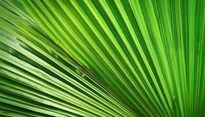 Obraz premium fresh palm leaf abstract green texture background selective focus