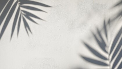 shadow of plam leave on white cement wall background with copy space