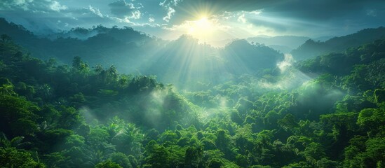 Obraz premium Sunbeams Through Lush Rainforest Canopy