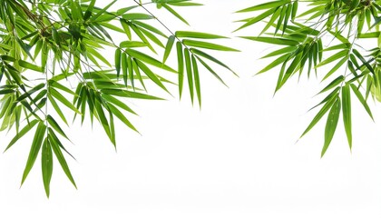 Fototapeta premium bamboo leaves on a white background png file