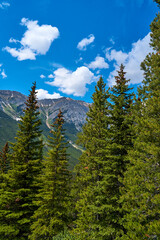 The rocky mountains of Alberta are surrounded by coniferous forests on a sunny summer day.