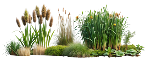 Floral Design Elements: Marsh Bush and Cattail Shrub on Transparent Background for Nature Themes