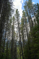 A trail in a coniferous mountain forest.