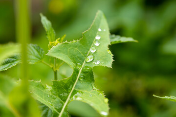 Large beautiful drops of transparent rain water on a green leaf macro.