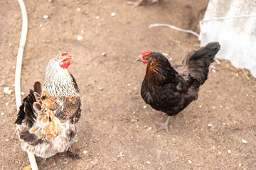 brown hen (2 years old) in front of a white background