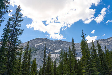The rocky mountains of Alberta are surrounded by coniferous forests on a sunny summer day.