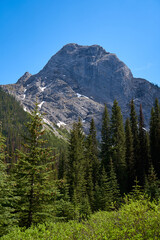 The rocky mountains of Alberta are surrounded by coniferous forests on a sunny summer day.