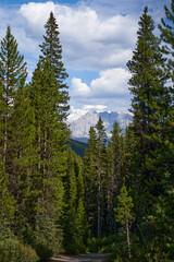 The rocky mountains of Alberta are surrounded by coniferous forests on a sunny summer day.