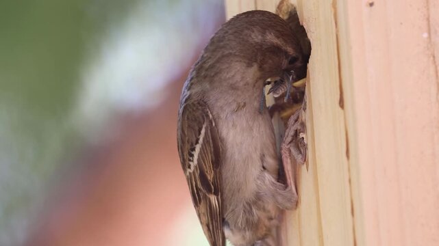 A house sparrow (Passer domesticus) female feeds its babies in a birdhouse in Lassen County California, USA.