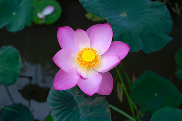 Beautiful pink waterlily or lotus flower with green leaves