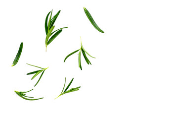 Rosemary on white background, Fresh leaves