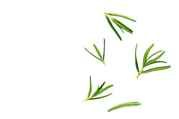 Rosemary on white background, Fresh leaves