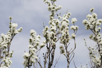 White sakura flowers, cherry blossom tree