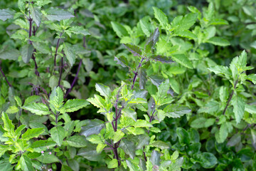 Holy basil in vegetable garden. Fresh green leaves of herb plant