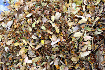 Brown dried leaves of rain tree. Dried leaves for composting