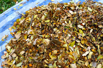 Brown dried leaves of rain tree. Dried leaves for composting