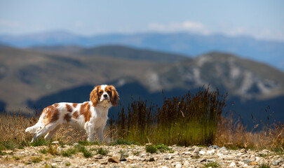 Cavalier King Charles Spaniel 2000 high altitude in Sinaia