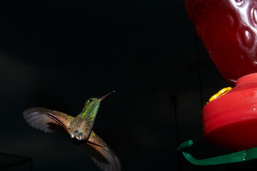 Colibrí mexicano captado al anochecer con flash, a control remoto, cerca de su comedero.  Muy colorida con fondo casi negro. Suspendido en el aire. © Alberto