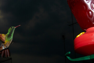 Colibrí mexicano captado al anochecer con flash, a control remoto, cerca de su comedero.  Muy colorida con fondo casi negro. Suspendido en el aire. © Alberto