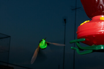 Colibrí mexicano captado al anochecer con flash, a control remoto, cerca de su comedero.  Muy colorida con fondo casi negro. Suspendido en el aire. © Alberto