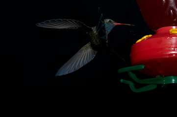 Colibrí mexicano captado al anochecer con flash, a control remoto, cerca de su comedero.  Muy colorida con fondo casi negro. Suspendido en el aire. © Alberto