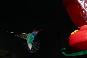 Colibrí mexicano captado al anochecer con flash, a control remoto, cerca de su comedero.  Muy...