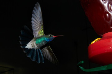 Colibrí mexicano captado al anochecer con flash, a control remoto, cerca de su comedero.  Muy colorida con fondo casi negro. Suspendido en el aire. © Alberto