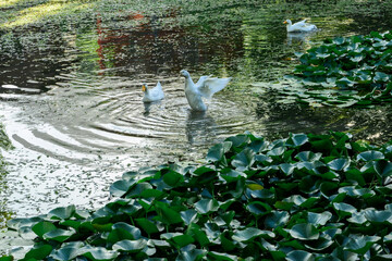 Patos nadando en un lago