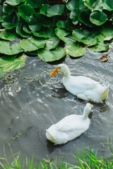 Patos nadando en un estanque