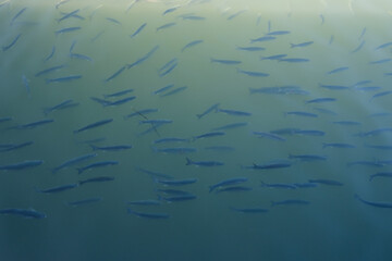 Tropical ocean with school of little fish in underwater. Ocean background