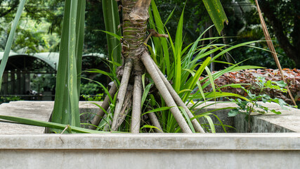 Pandanus plant pots on the floor.