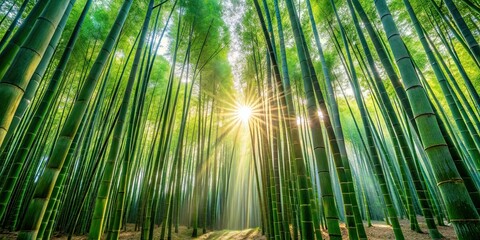 Fototapeta premium Morning light filtering through a dense bamboo forest , bamboo, tranquil, serene, nature, green, peaceful, sunlight