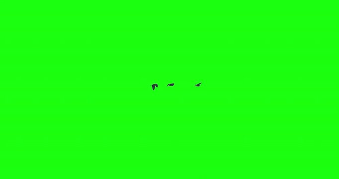 Three birds flying together in formation green screen