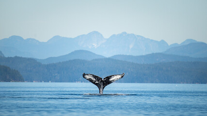 Humpback whale dives with mountains © Paul