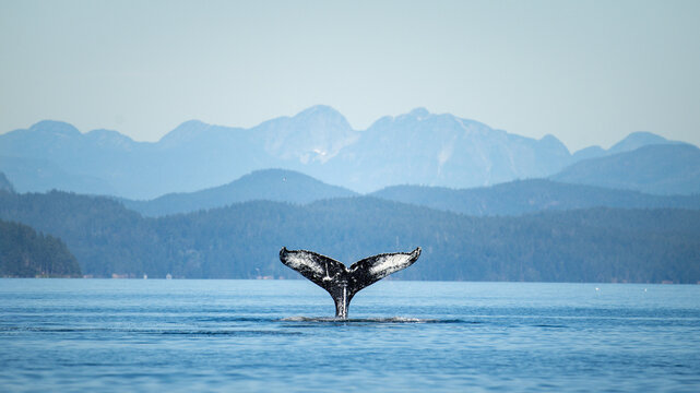 Humpback whale dives with mountains