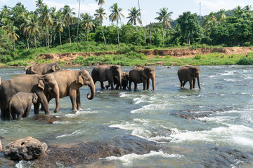 A herd of elephants are seen in the water in Pinnawala Elephant Orphanage, Sri Lanka