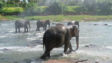 A herd of elephants are seen in the water in Pinnawala Elephant Orphanage, Sri Lanka