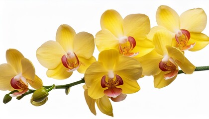Obraz premium Branch of yellow orchid flowers isolated on transparent