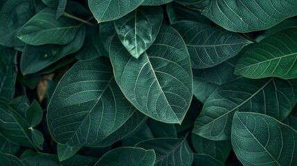 Close-up of Green Leaves with Intricate Veins