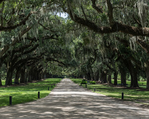 Beautiful gravel driveway, plantation style, lined on both sides by old live oak trees with spanish moss in captivating nostalgia of previous era in US history